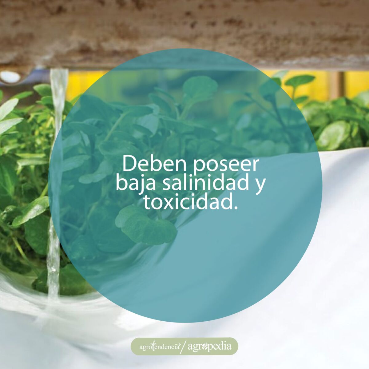 bandejas con plantas bajo enfoque de fertirrigación