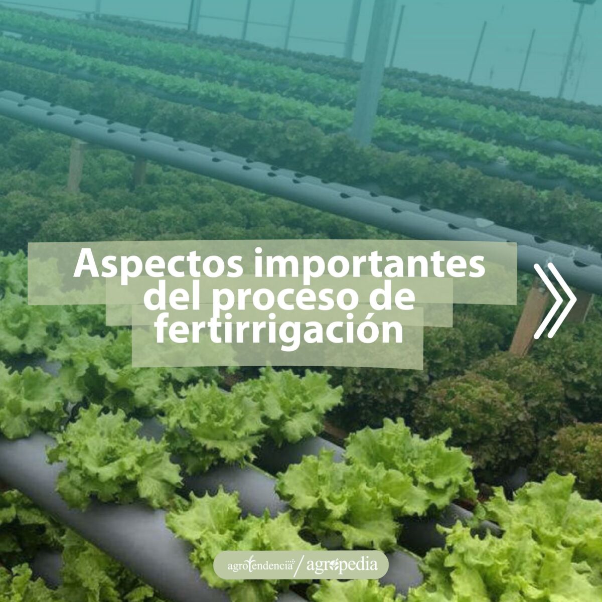 plantas en tubos perforados bajo sistema de fertirrigación