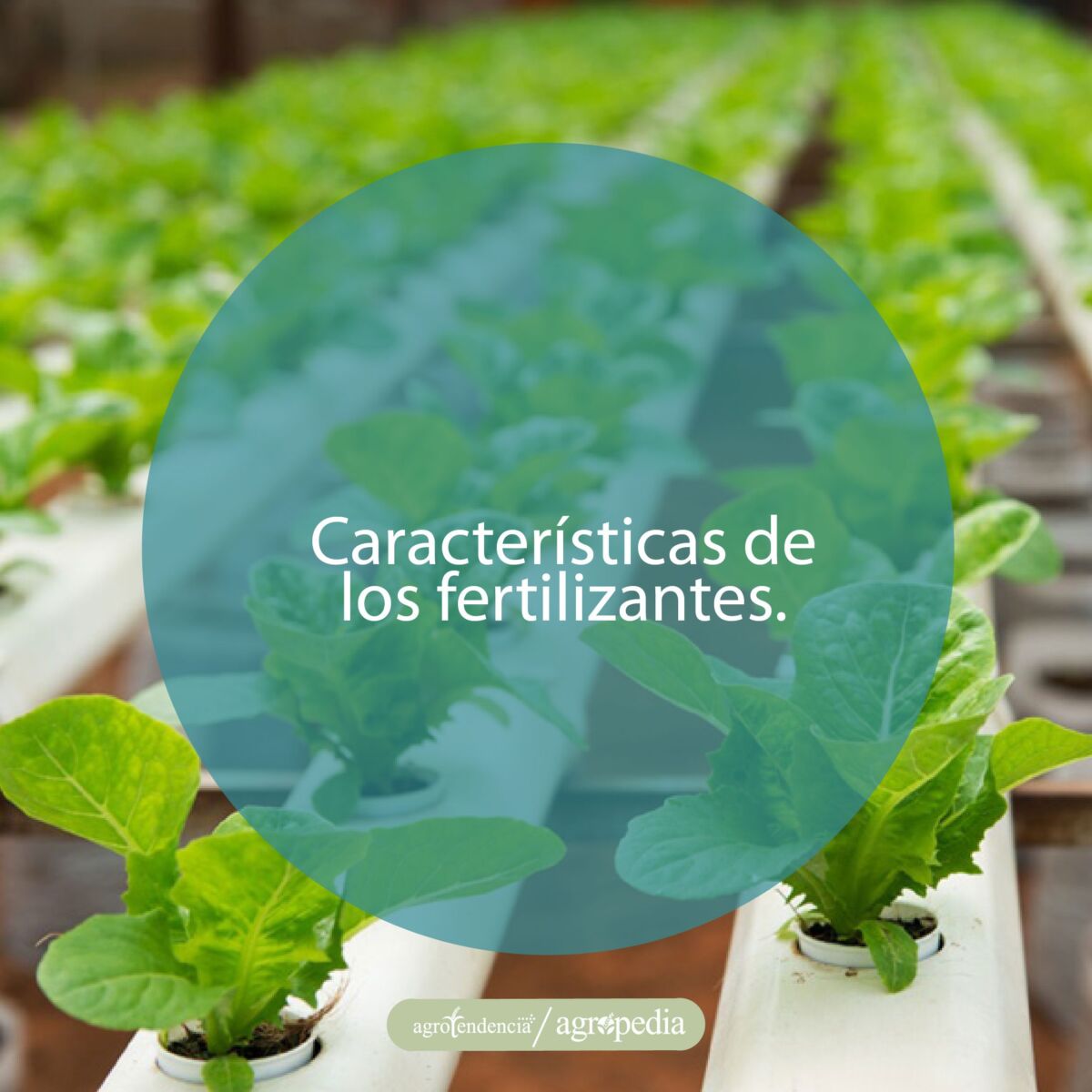 plántulas en tubos perforados con sistema de fertirrigación