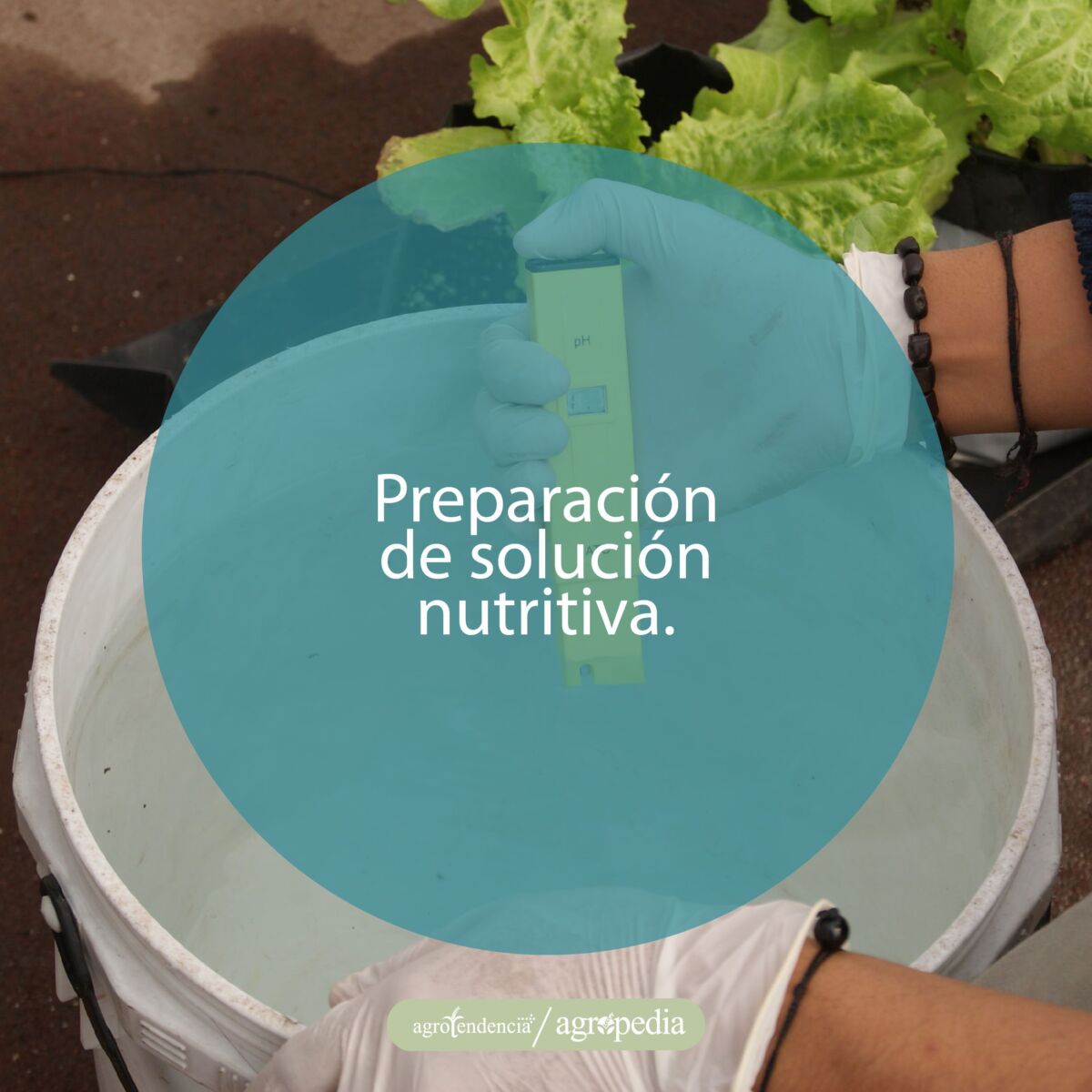 persona preparando solución nutritiva para la fertirrigación