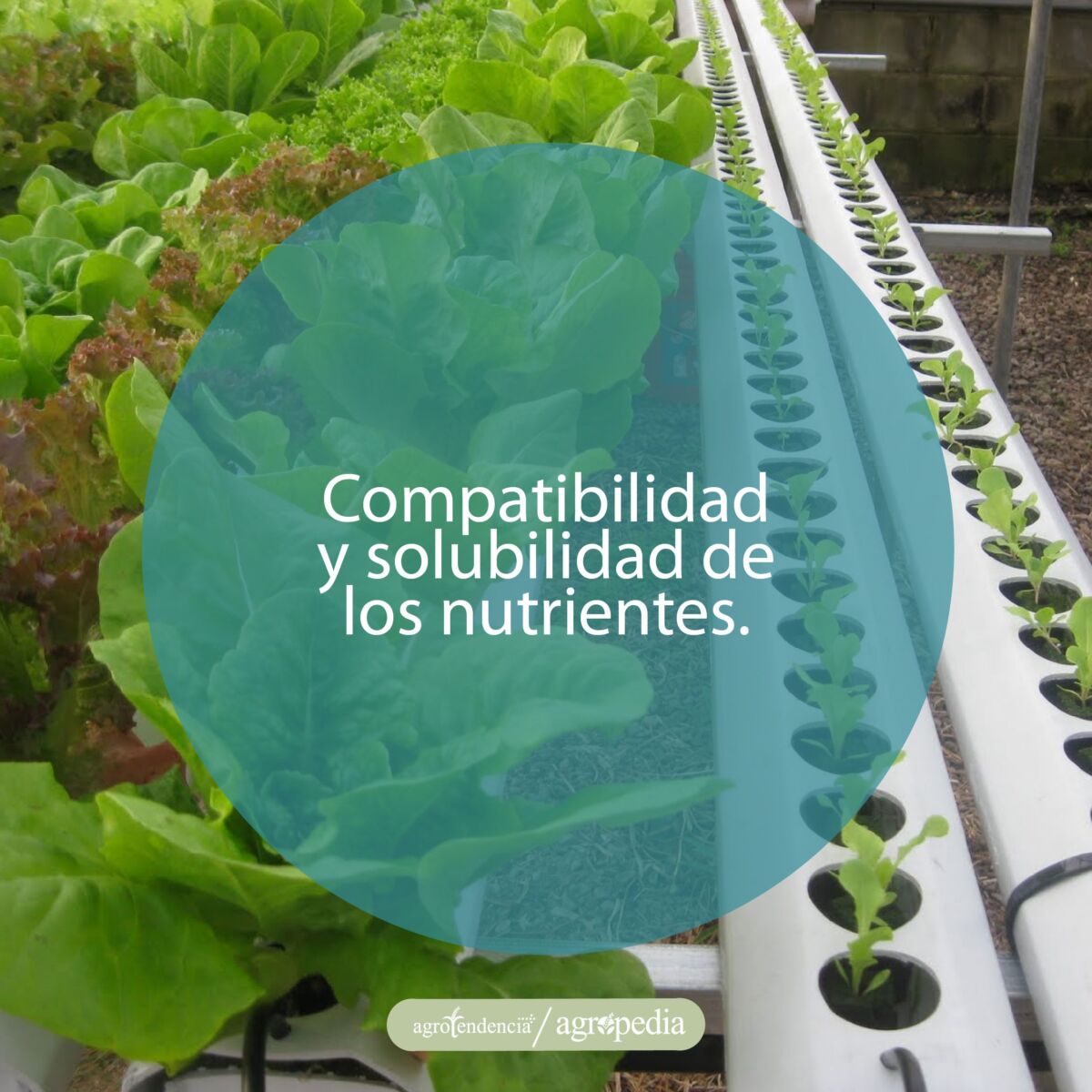 plantas y plántulas de lechuga bajo sistema de fertirrigación