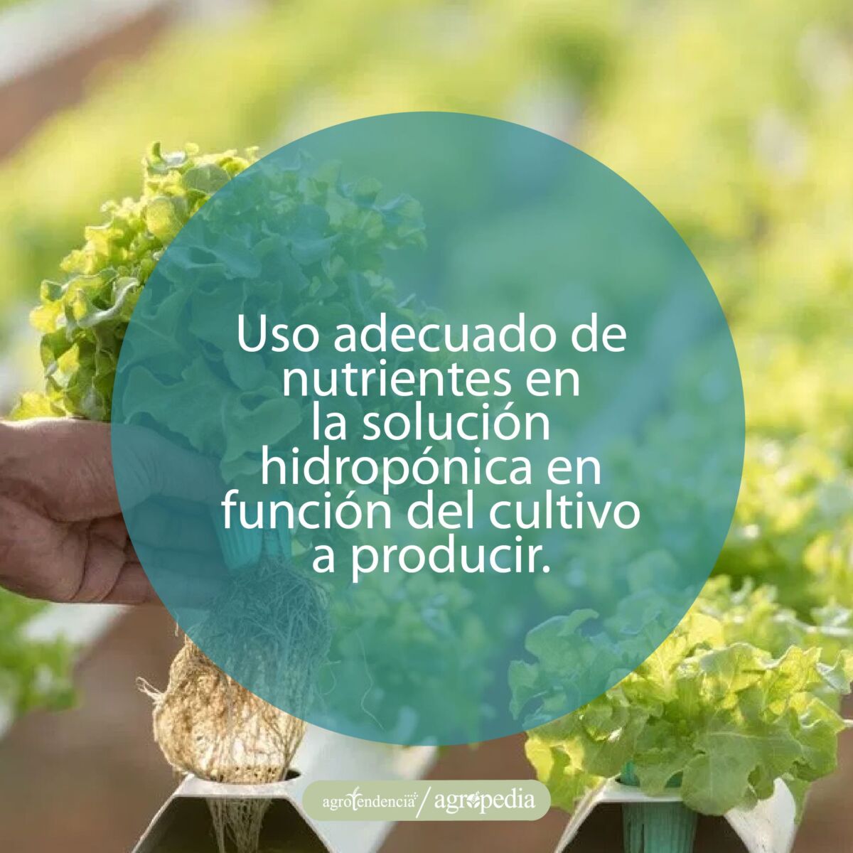 manos tomando una planta de lechuga