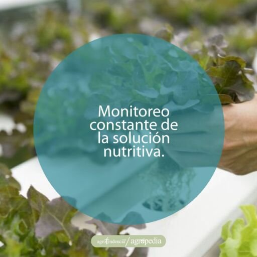 mano tomando una planta de lechuga