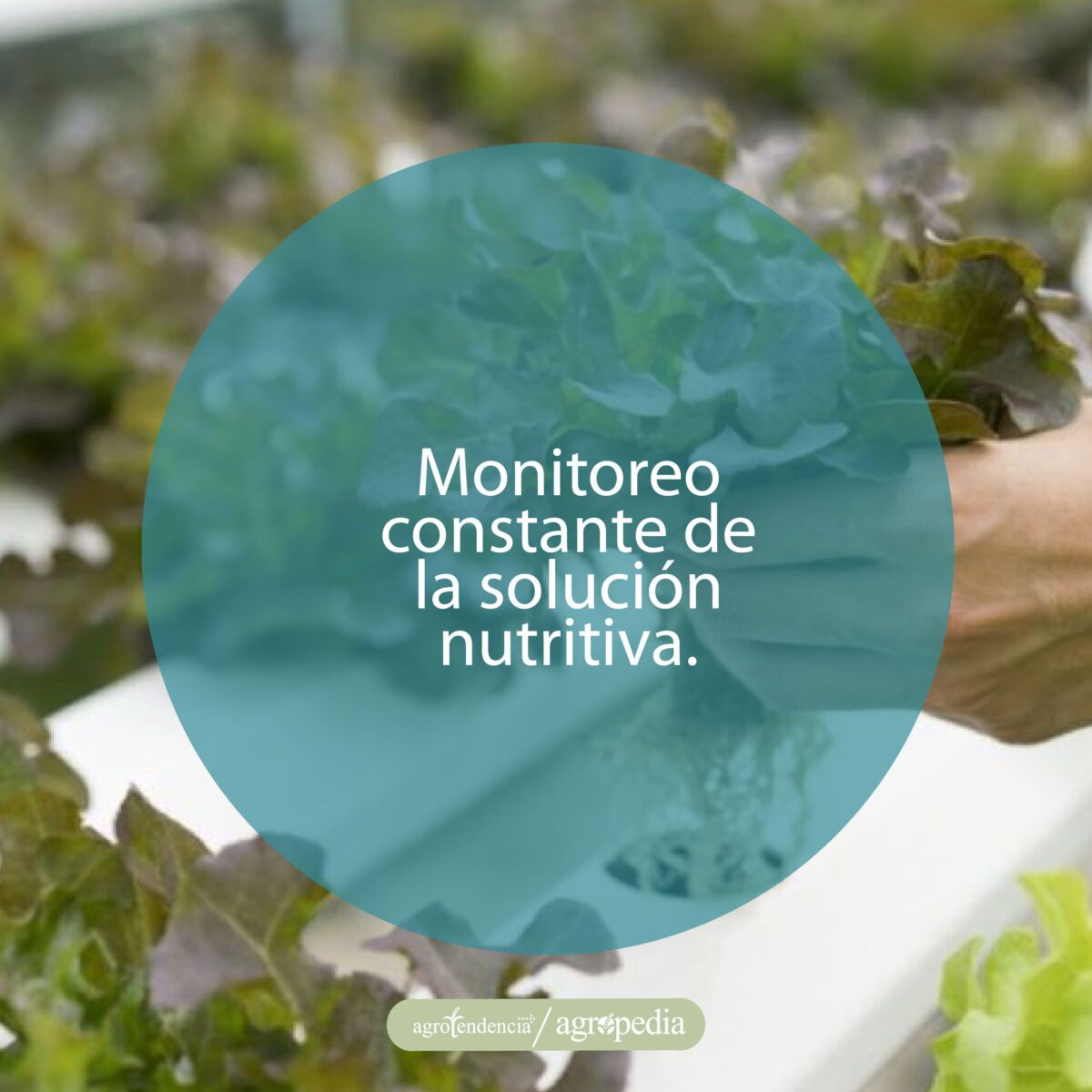 mano tomando una planta de lechuga
