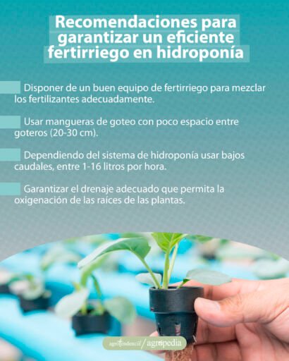 mano tomando plántula que esta bajo sistema de fertirrigación