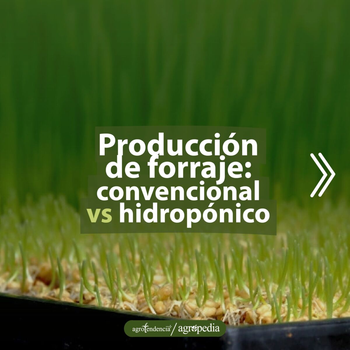 Forraje hidropónico