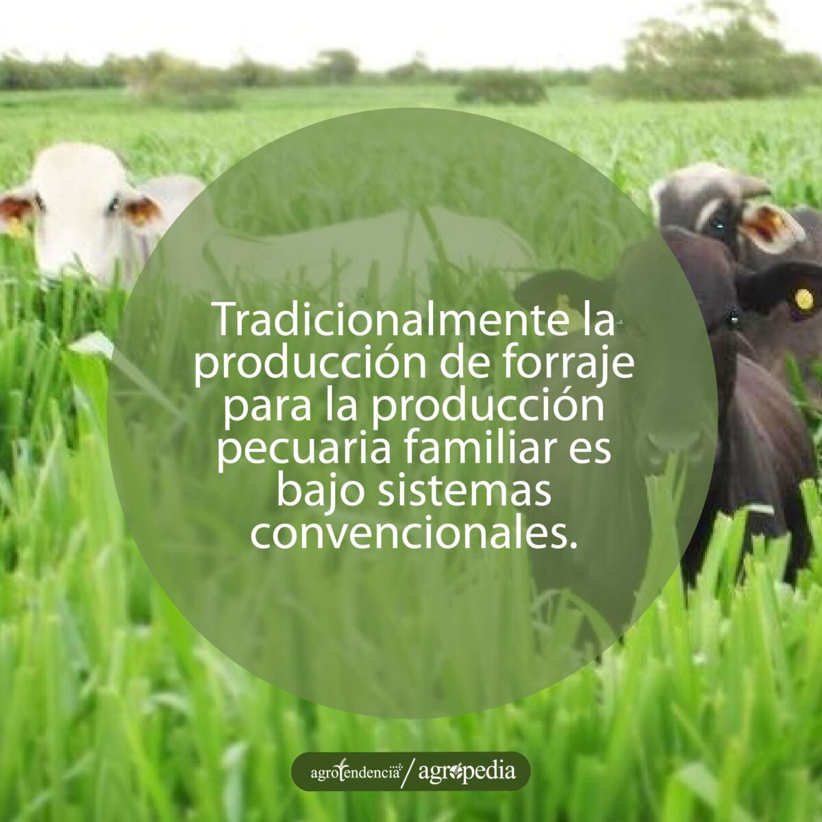 vacas en potrero