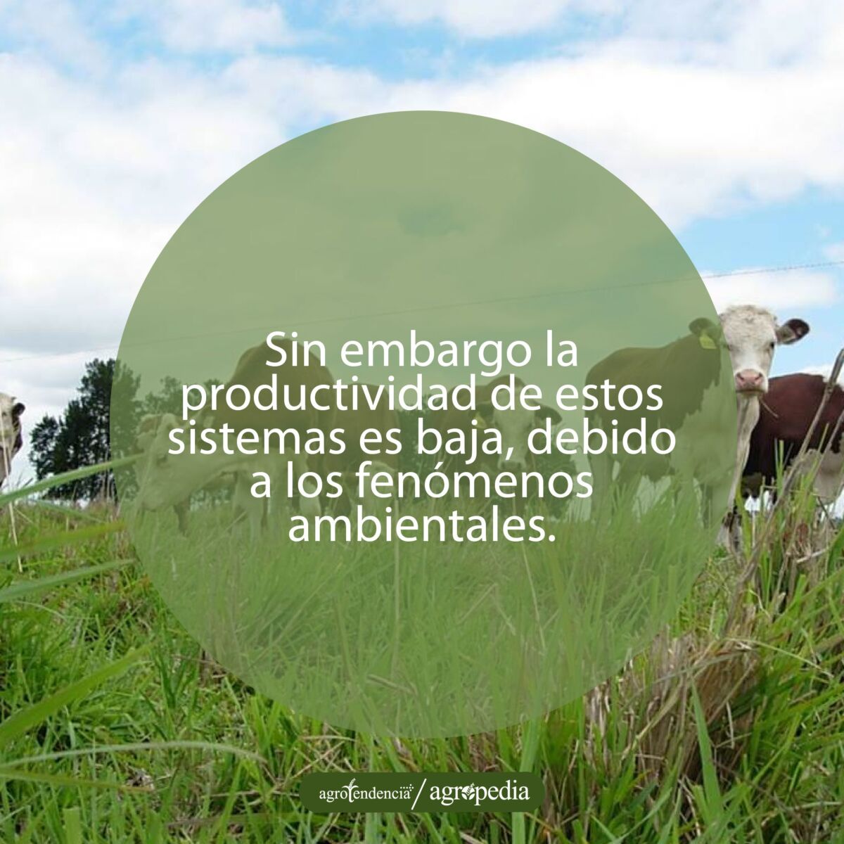 vacas en potreros