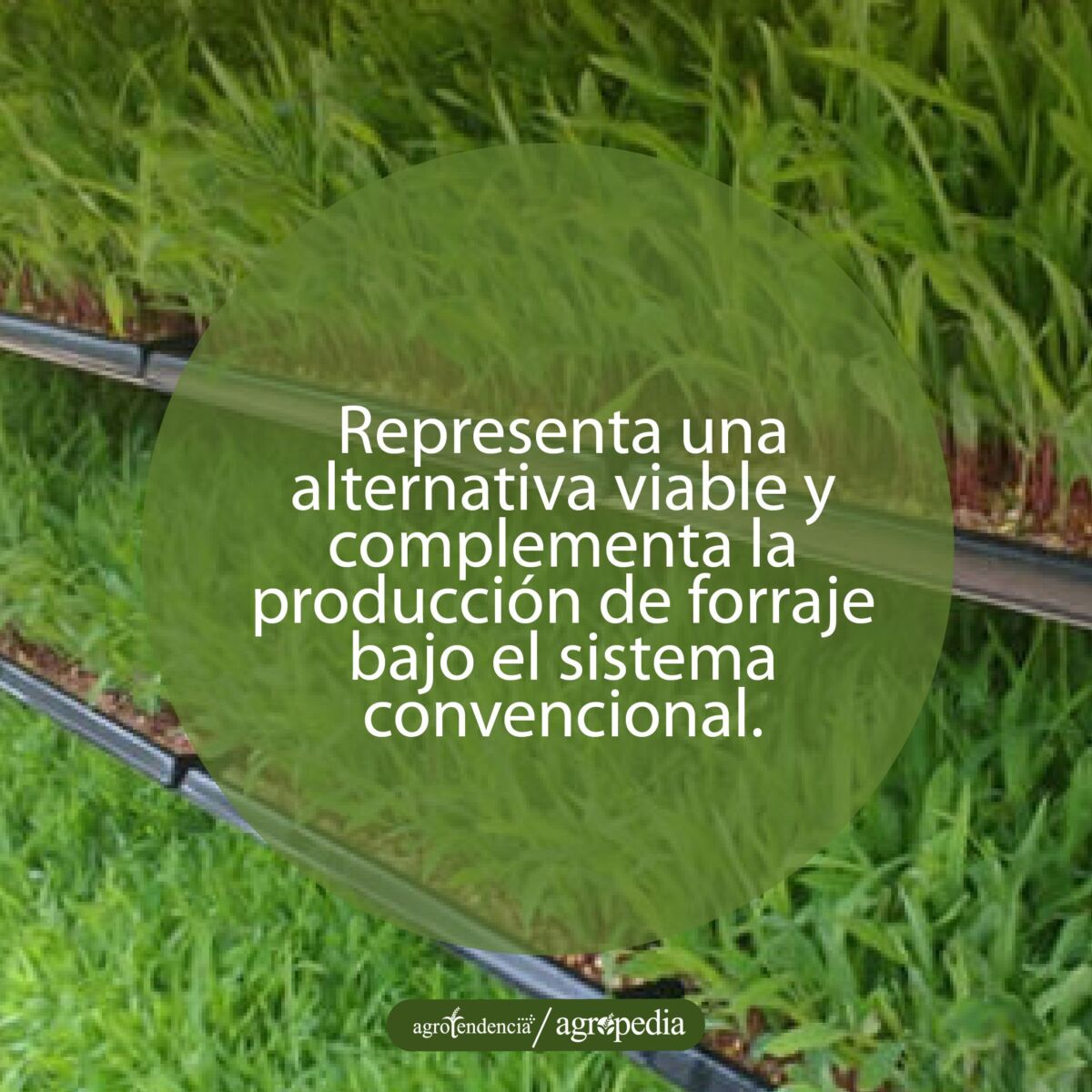 estantes verticales con forraje hidropónicos
