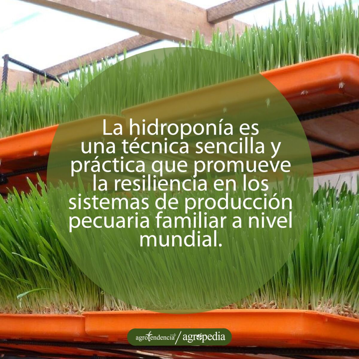 bandejas naranjas con forraje hidropónico