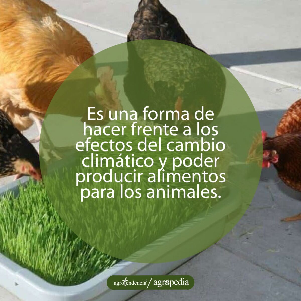 gallinas comiendo forraje verde hidropónico