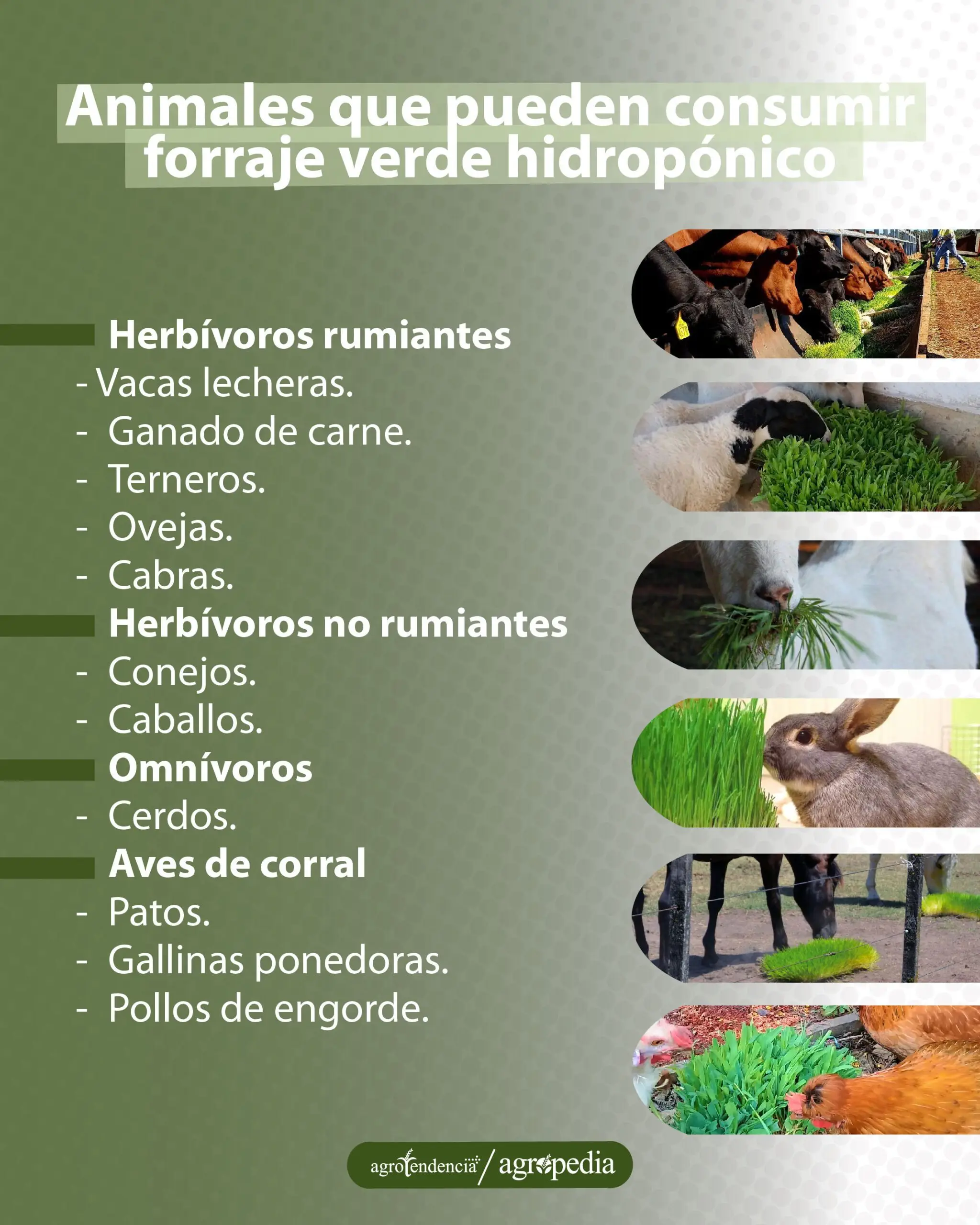 imagenes de los animales que consumen forraje verde hidropónico