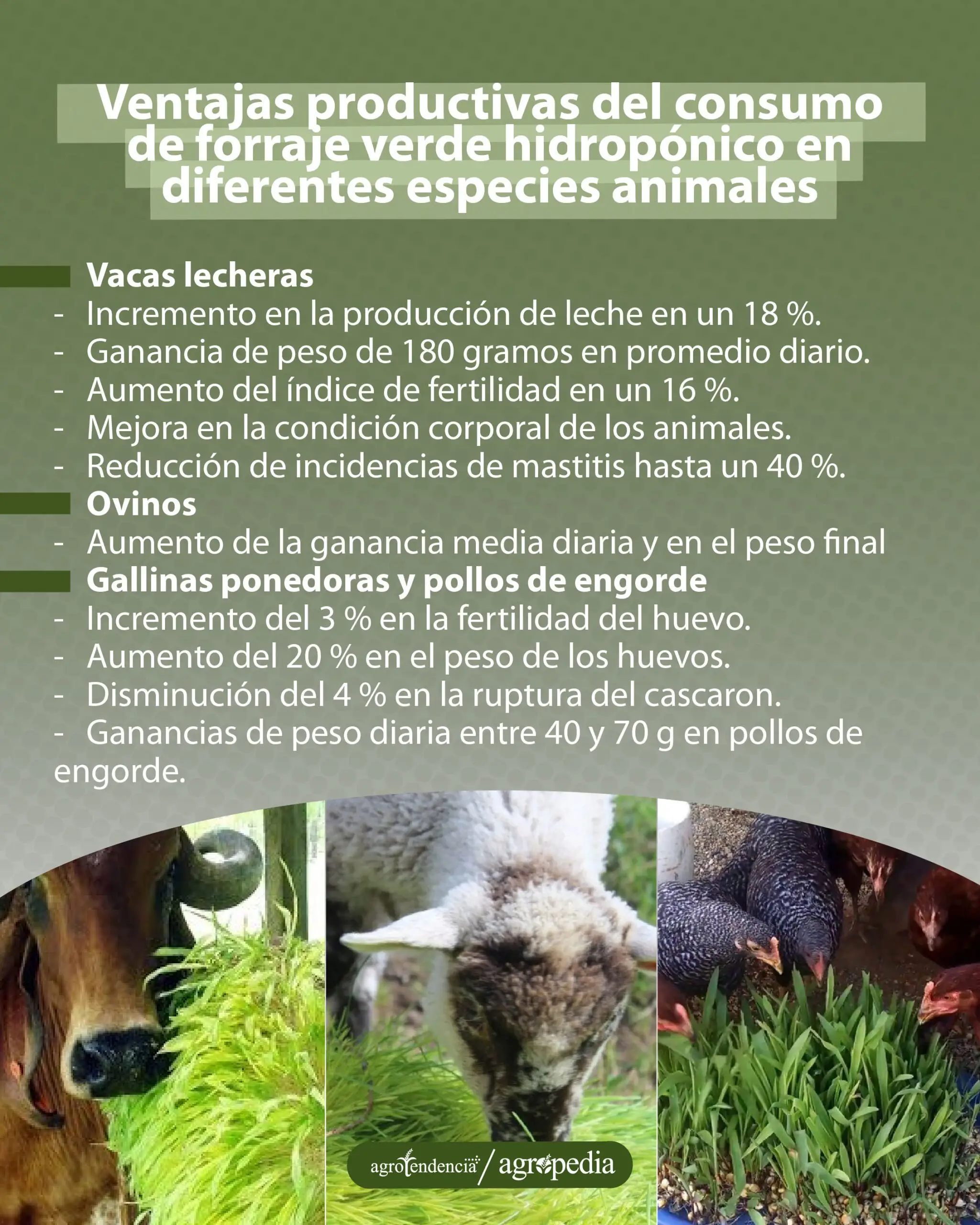 imágenes de vaca, ovejo y gallina comiendo forraje verde hidropónico