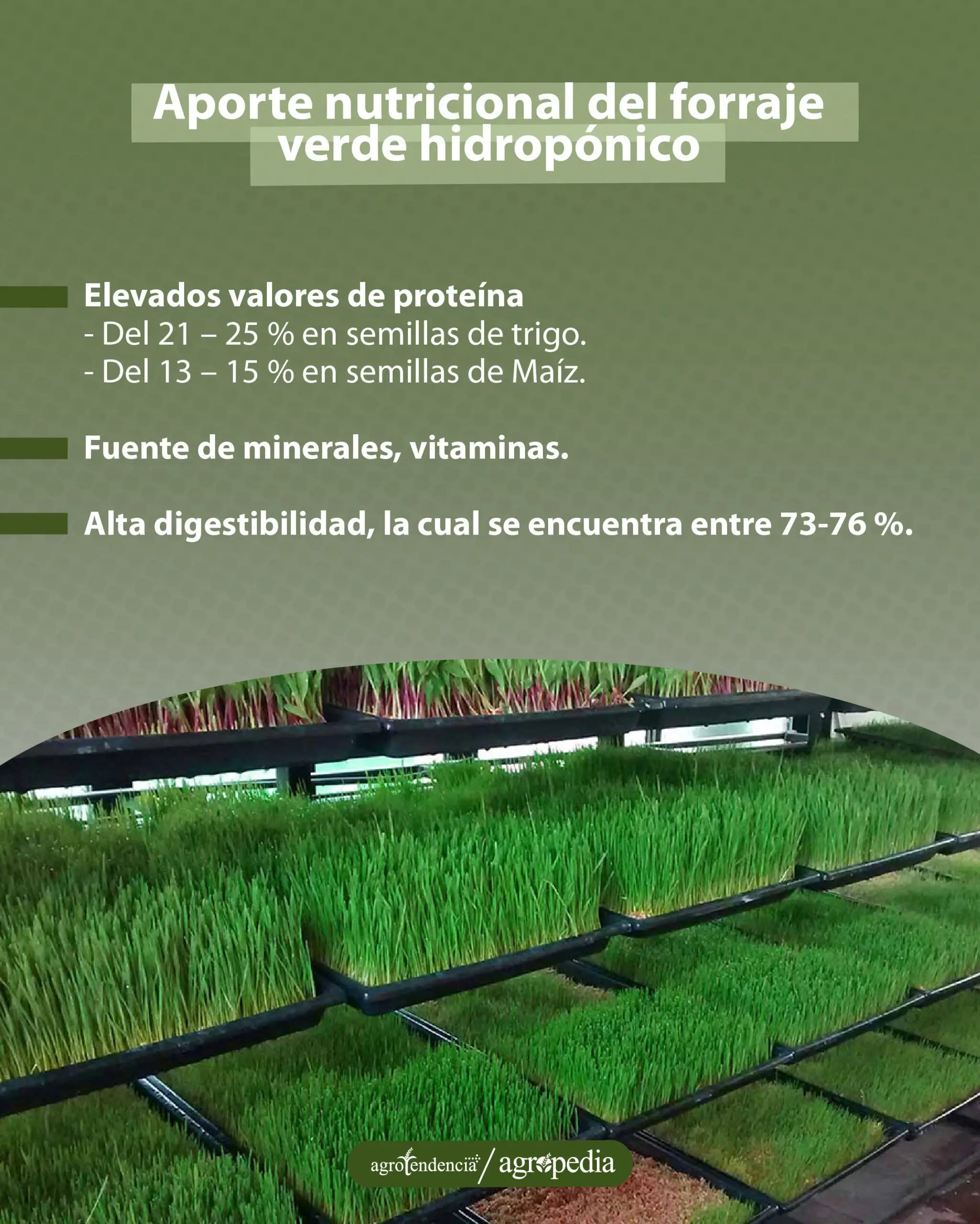 bandejas con forraje verde hidropónico