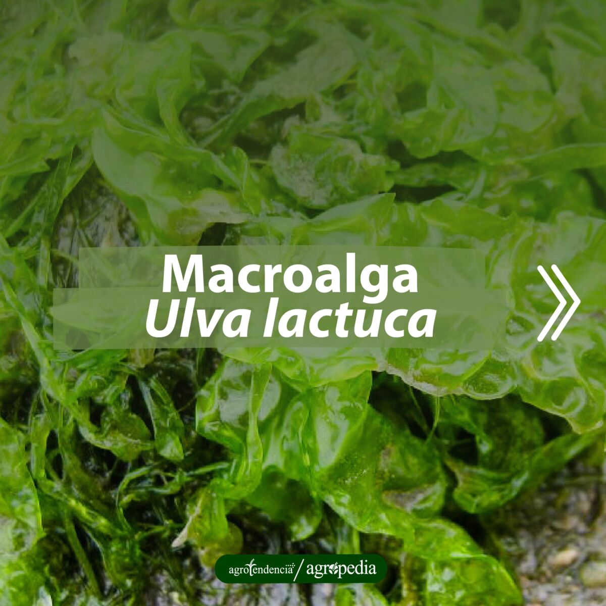 Macroalga Ulva lactuca