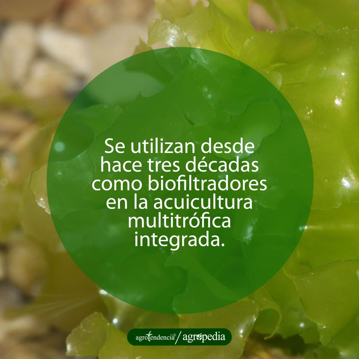Una macroalga Ulva lactuca