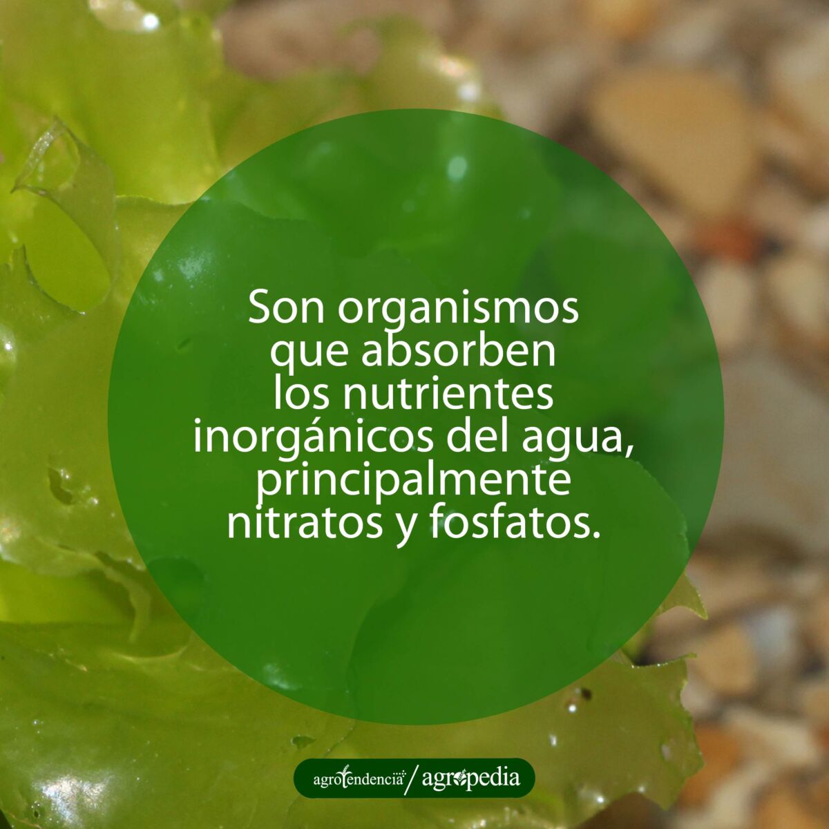 Una macroalga Ulva lactuca