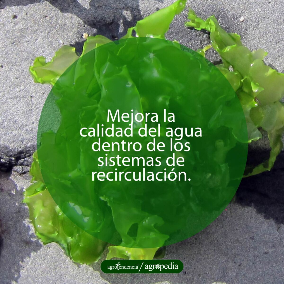 una macroalga Ilva lactuca en el lecho marino