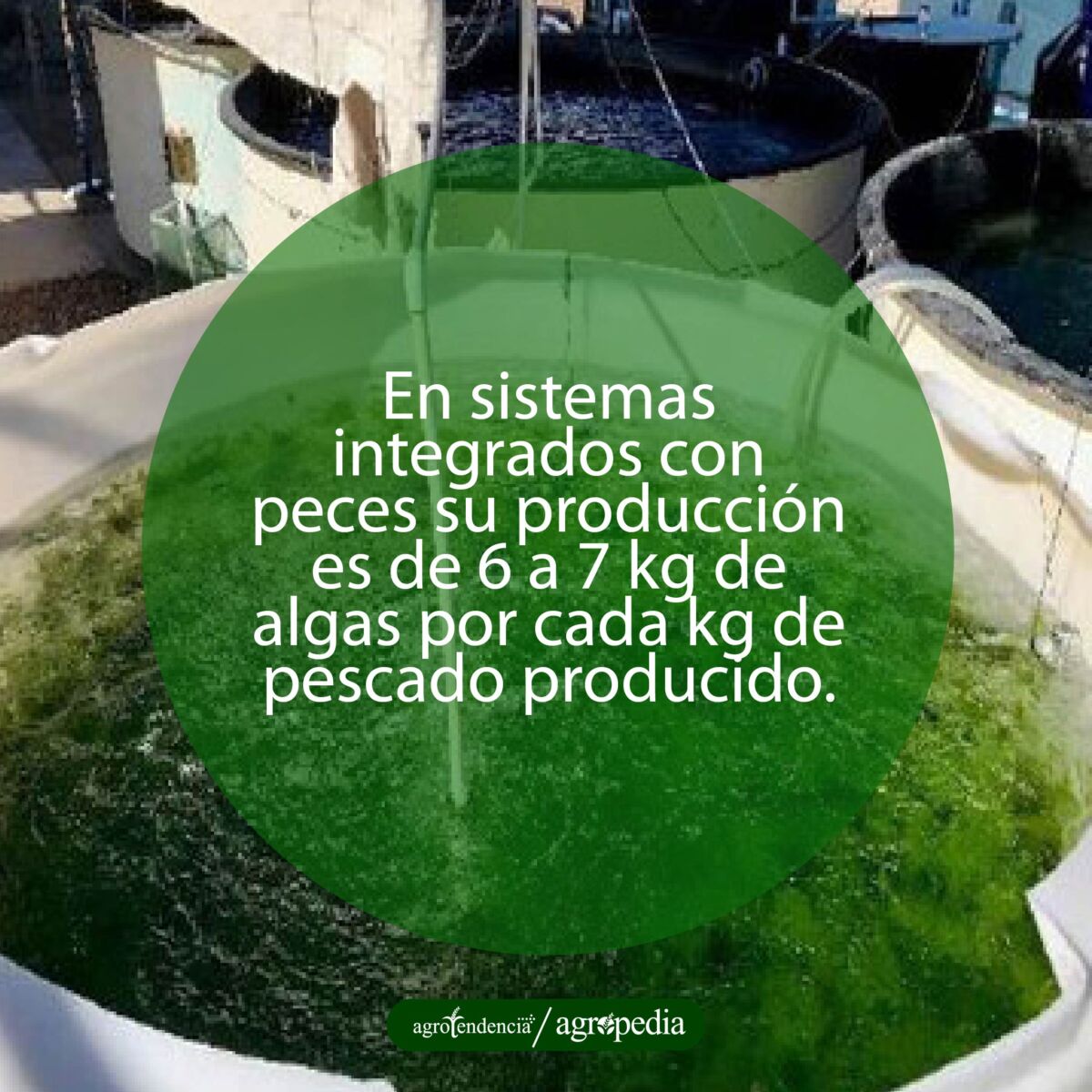 tanque lleno de macroalga Ulva lactuca