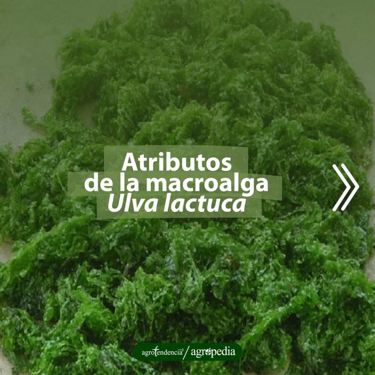 conglomerado de macroalga Ulva lactuca