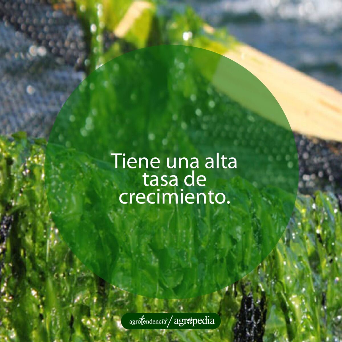 Ulva lactuca en malla