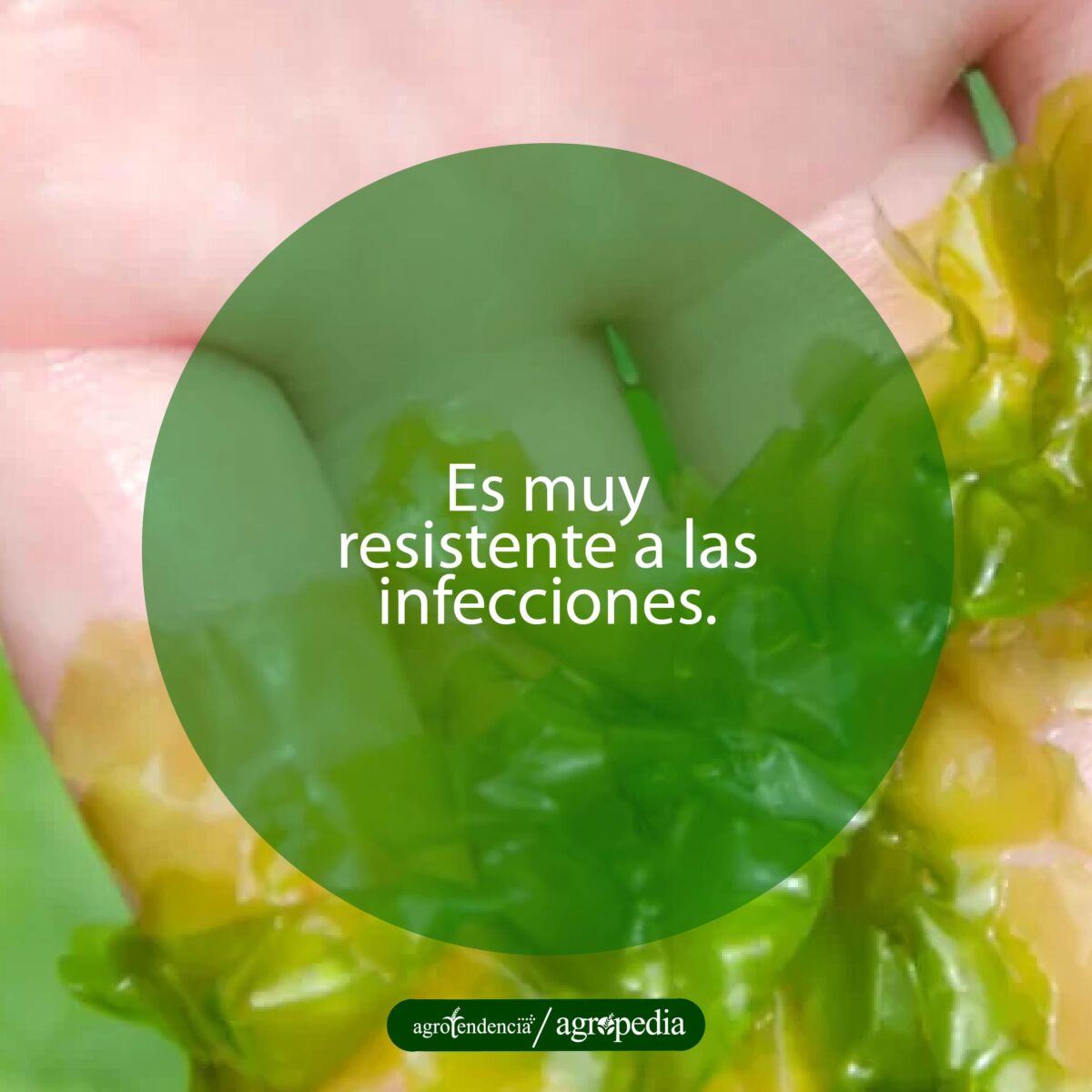 una mano sosteniendo una macroalga de Ulva lactuca