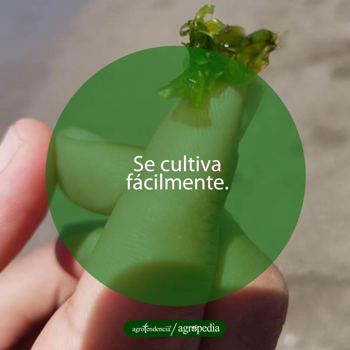 una macroalga de Ulva Lactuca en la punta del dedo indice