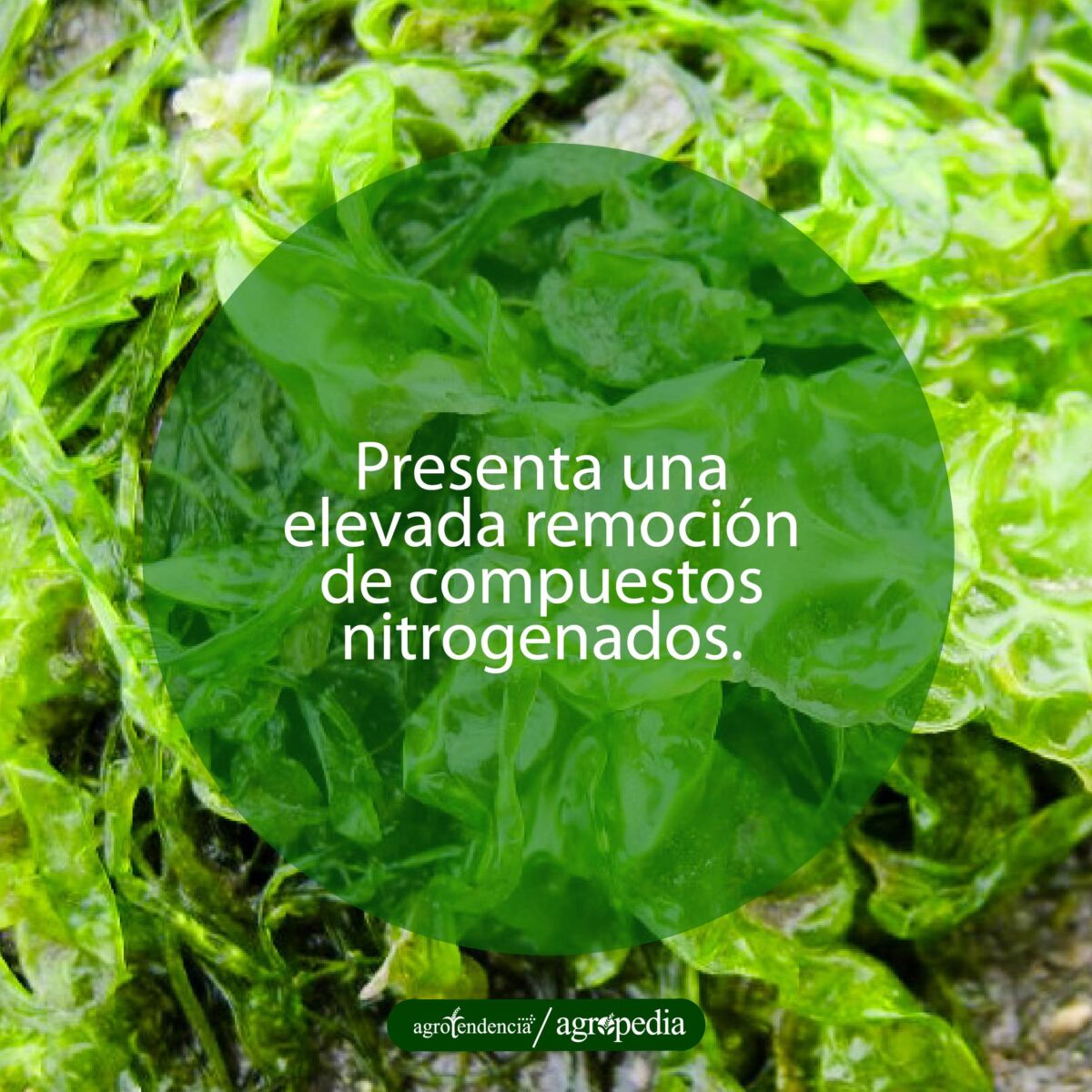 grupo de macroalga Ulva lactuca