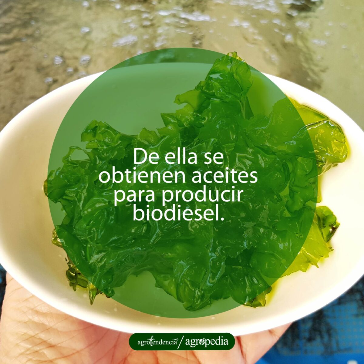 plato blanco lleno de macroalga de Ulva lactuca
