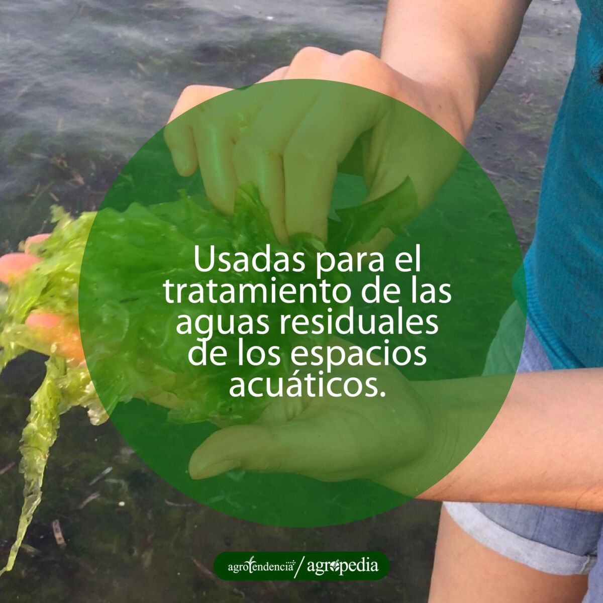 persona sosteniendo de las manos macroalgas de Ulva lactica
