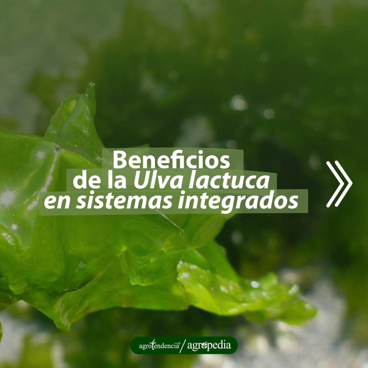 Macroalga Ulva lactuca