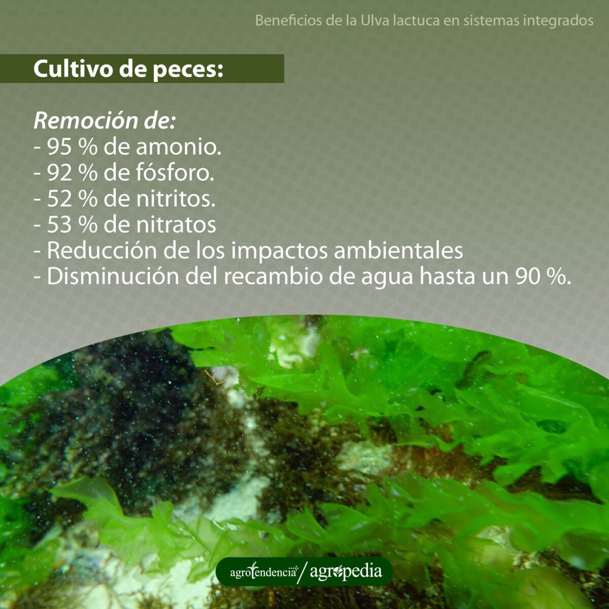 macroalga Ulva lactuca en cultivo de peces