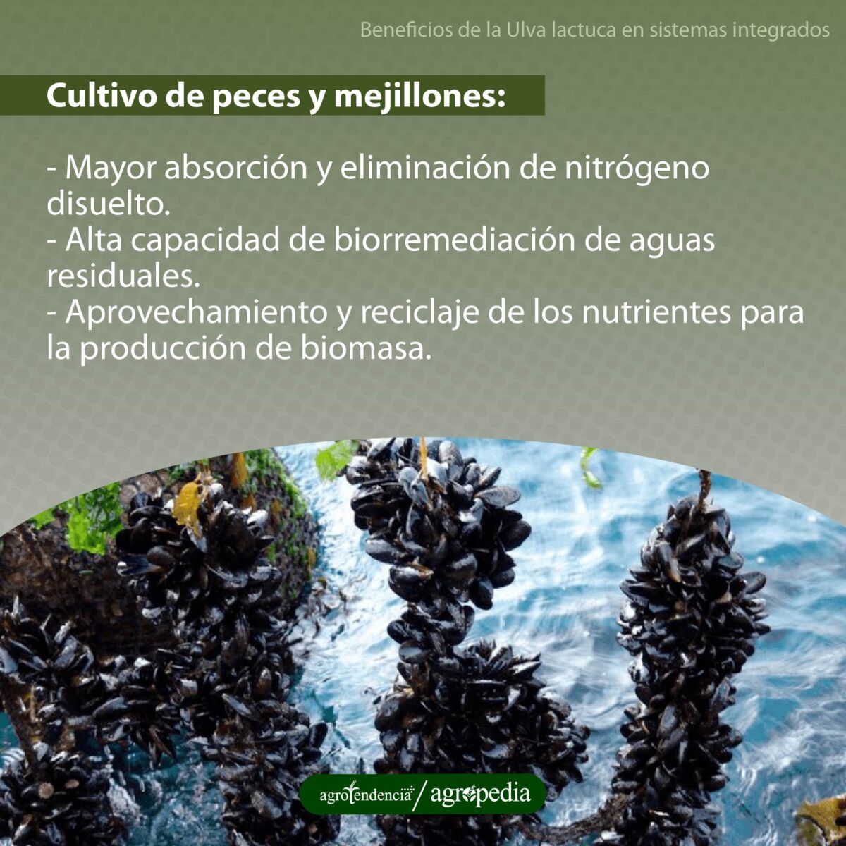 Macroalga Ulva lactuca con cultivo de peces y mejillones