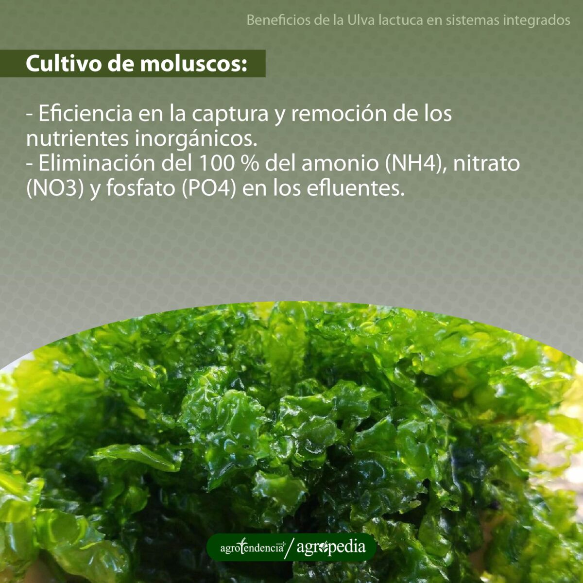 Macroalga Ulva lactuca en cultivo de moluscos