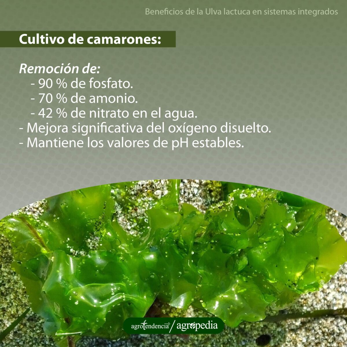 Macroalga Ulva lactuca en cultivo de camarones