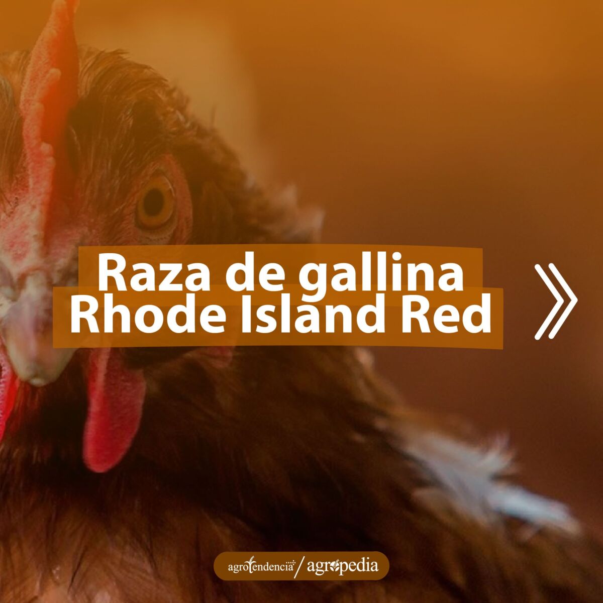 cabeza de gallina rhode island red
