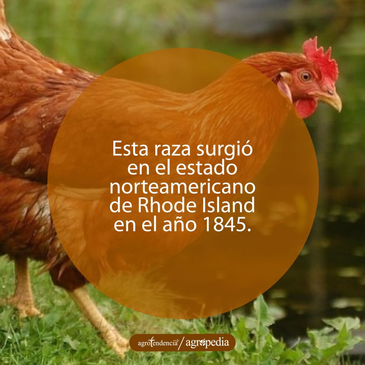 gallina rhode island red caminando hacia la derecha