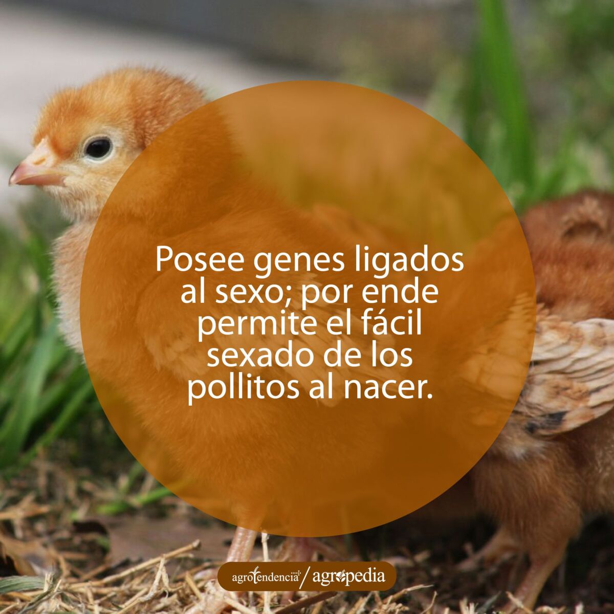pollito anaranjado de la raza rhode island-red