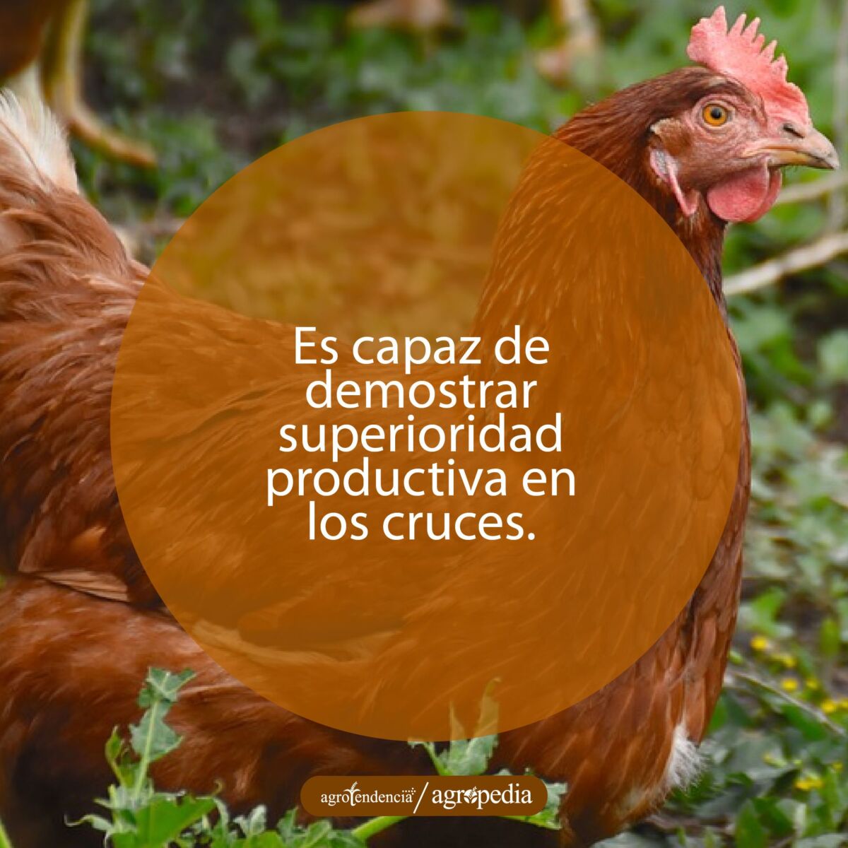 gallina rhode island red en el prado
