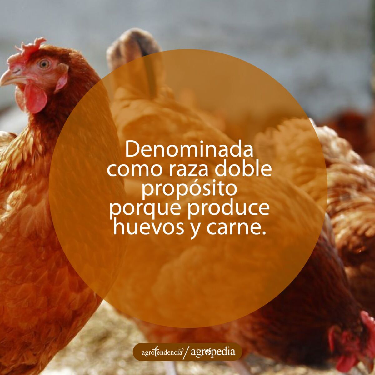 dos gallinas de la raza rhode island red