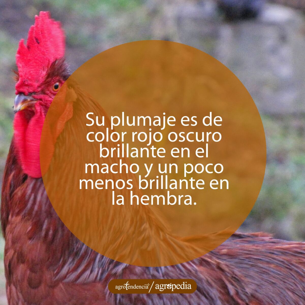 gallo de la raza rhode island red