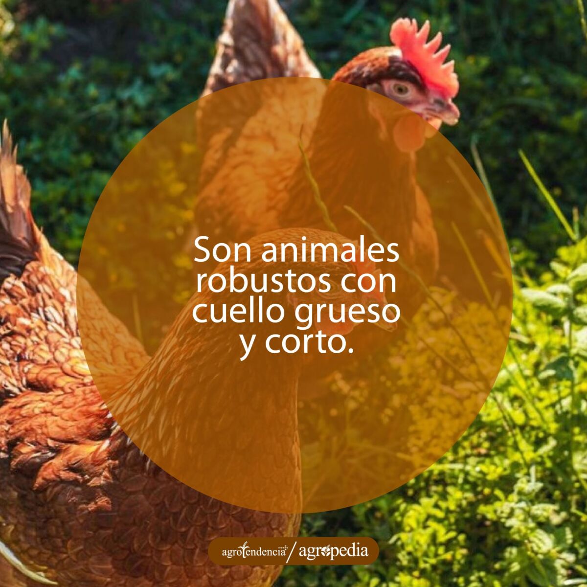 dos gallinas rhode island red