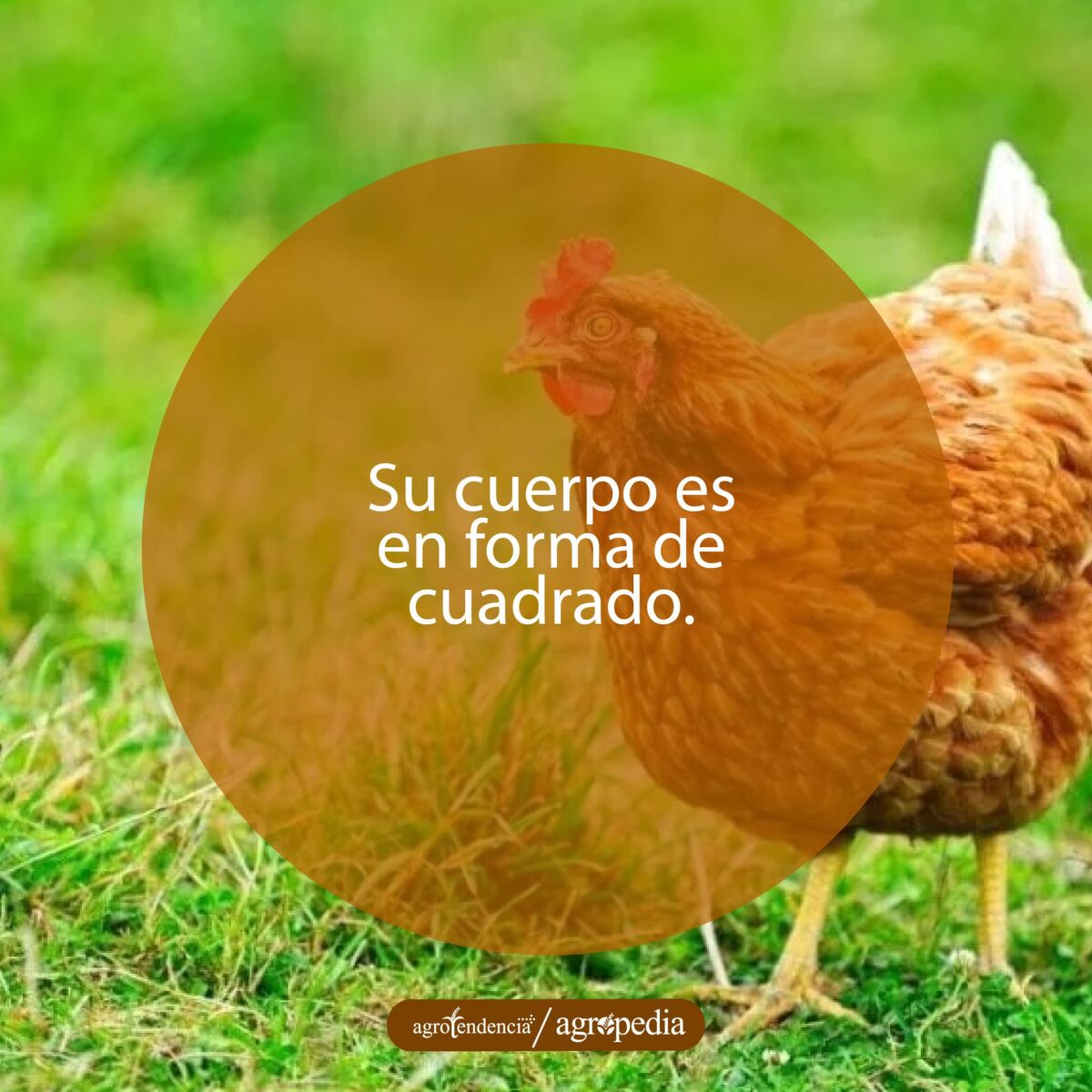 gallina de la raza rhode island red en el prado verde