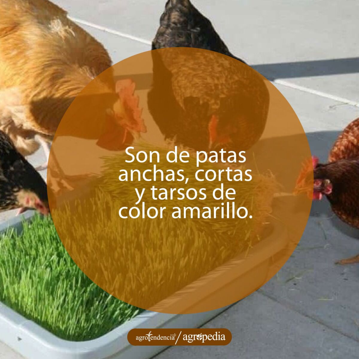 cuatro gallinas comiendo forraje hidropónico