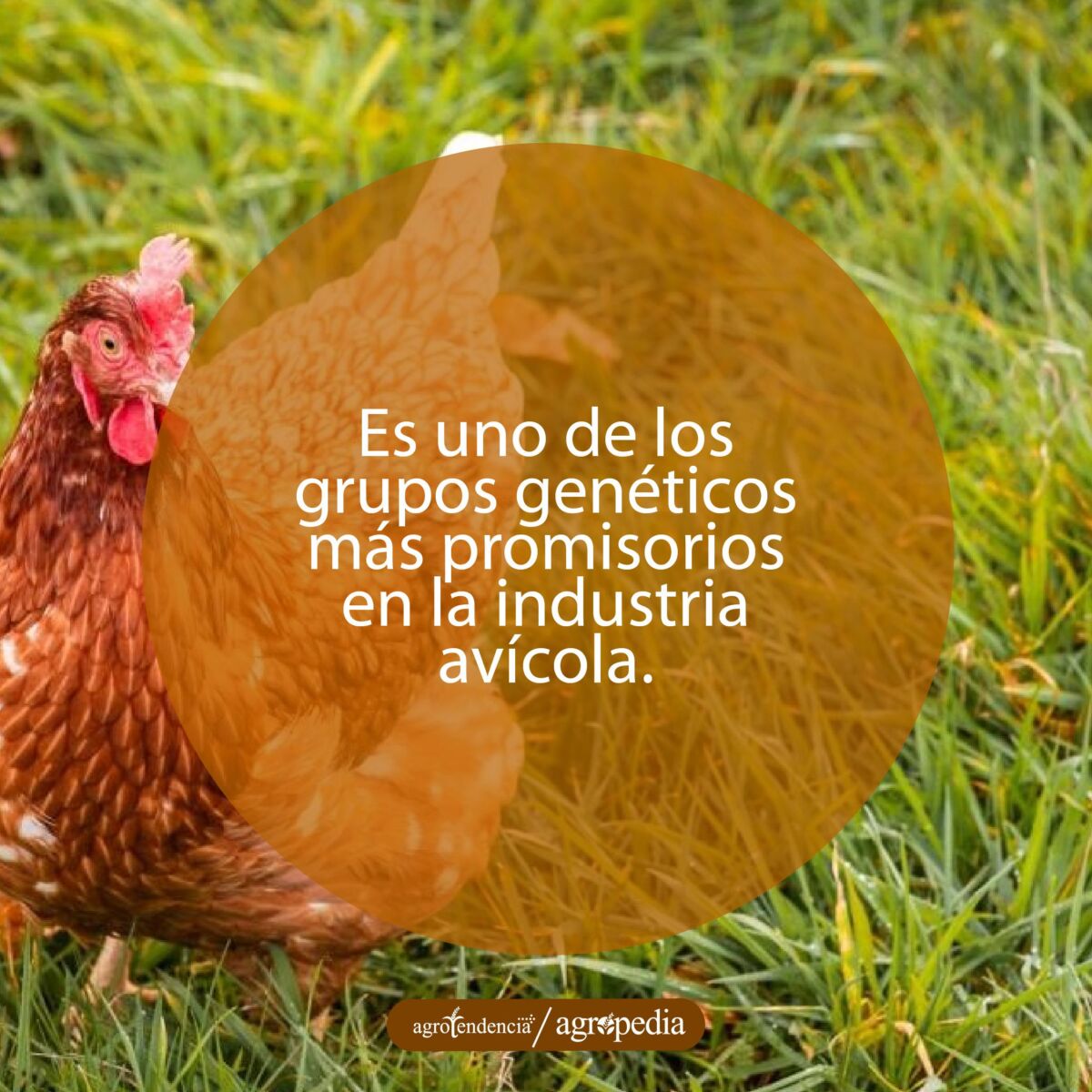 gallina rhode island red pastoreando en la pradera verde