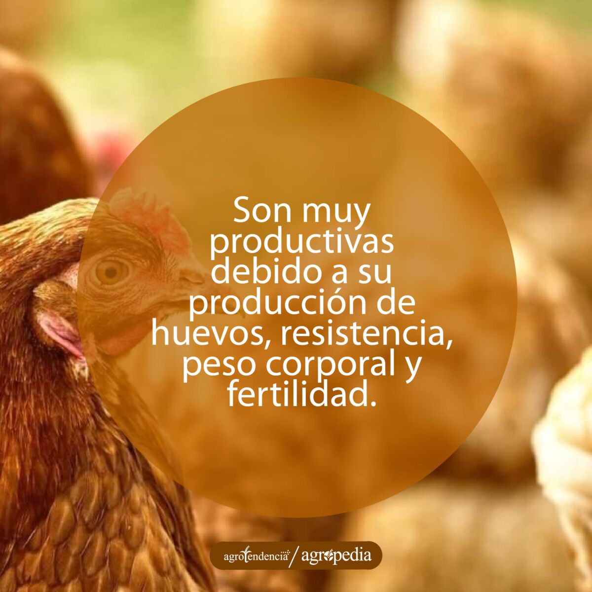 perfil derecho de una cabeza de una gallina de la raza rhode island red