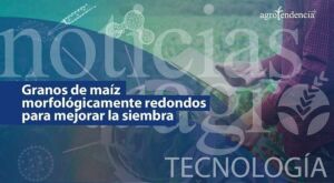 ¿Cómo producir granos de maíz morfológicamente redondos?