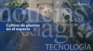 Realizan experimento sobre el cultivo de pimiento en el espacio