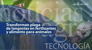 Convierten langostas en fertilizantes y alimentos para animales