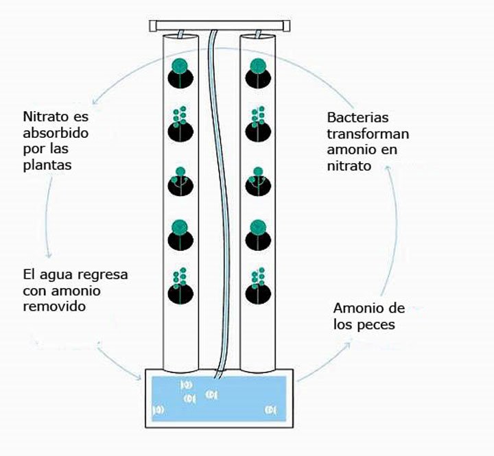 Dibujo de flujo del agua en un sistema acuapónico vertical